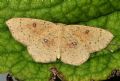 Cyclophora (Codonia) porata